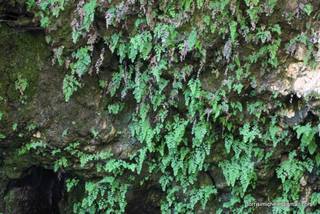 ldaia del Drago25-07-2015 20-18-23
